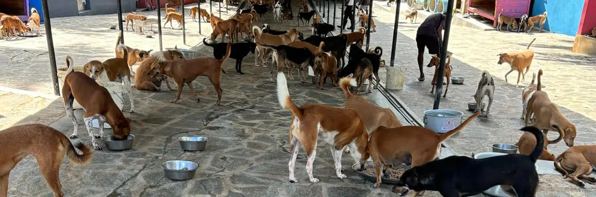 保护斯里兰卡流浪动物(图2) Food Donation 3.webp